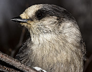 Camp Robber Photograph by Fred Denner
