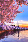 Cherry Blossom Festival Photograph by Olivier Le Queinec