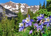 Colorado Blue Columbine Photograph by Cascade Colors