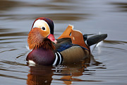 Colourful Duck Photograph by Grant Glendinning