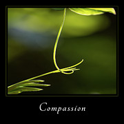 Compassion 2 Photograph by Mary Jo Allen