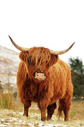 Scottish Highland Cow Loch Lomond Photograph by Grant Glendinning