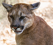 Cougar Portrait Photograph by Flees Photos
