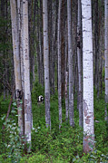 Cow in Aspen Trees Photograph by Mary Lee Dereske
