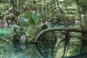 Crazy Palm Digital Art by Gina Fitzhugh