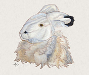Cuddly Arctic Hare Watercolor Painting by Angeles M Pomata