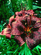 Dark Lily Photograph by Onedayoneimage Photography
