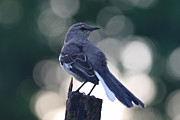 Dawn Mockingbird Photograph by Rachel Morrison