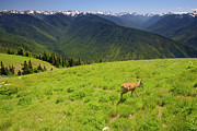 Deer near Hurricane Ridge in Olympic National Park Photograph by Bruce Block