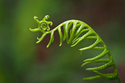 Delicate Fern Frond Spiral Photograph by Rona Black