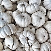 Elegant Pumpkins Photograph by Onedayoneimage Photography