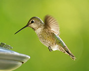 Energy Drink -- Anna's Hummingbird in Templeton, California Photograph by Darin Volpe