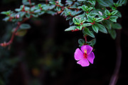 Flower on the Volcano -- Escolonia Flower at Parque Nacional Volcan Poas, Costa Rica Photograph by Darin Volpe