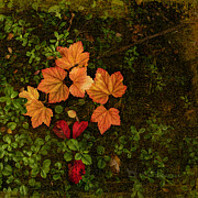 Fall Colors Photograph by Fred Denner