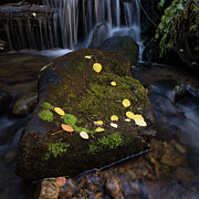 Fall Photograph by Jeff Stoddart