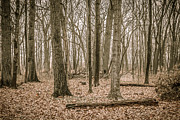 Fermilab Woods 2 Photograph by Joni Eskridge