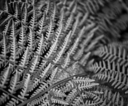 Fern in black and white Photograph by Bruce Block