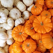 Festive Pumpkins Photograph by Onedayoneimage Photography