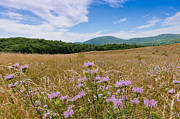 Fields of Pink and gold Photograph by Rob Narwid