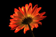 Fire Flower Photograph by Mary Jo Allen