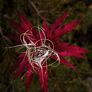Fireweed Seed Photograph by Fred Denner