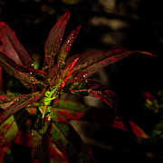 Fireweed Small Photograph by Fred Denner