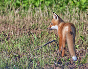 First Outing Photograph by Jim E Johnson