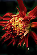 Flaming Dahlia Photograph by Jessica Jenney