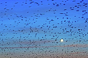 Flock of swallows migrating in spring Photograph by Sami Sarkis Photography