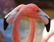 Flocking Together Photograph by Marshall Hurley