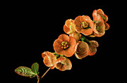 Flowering Quince Orange Photograph by Mary Jo Allen