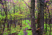 Flowering Trees in West Virginia on the Appalachian Trail Photograph by Raymond Salani III