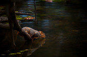 Fox Squirrel Drinking Photograph by Jeff Phillippi