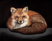 Foxy Pastel by Marlene Little
