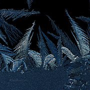 Frost Forest 2015 Photograph by Fred Denner