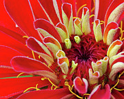 Frost Photograph by Web Browning