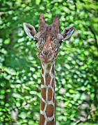 Funky Giraffe Photograph by Jacalyn Ackerman