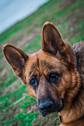 German Shepherd Profile Photograph by Blake Webster