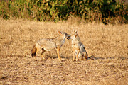 Golden Jackal Mates Photograph by Bruce Block