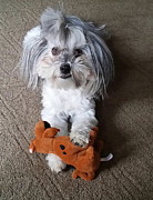 Gracie Photograph by Gina Fitzhugh