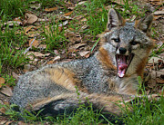 Gray Fox Photograph by Marshall Hurley