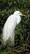 Great Egret Portrait One Photograph by Steven Sparks
