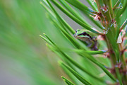 Green Pacific Tree Frog Photograph by Bruce Block