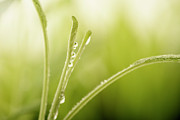 Green plant with water drops Photograph by Jelena Jovanovic