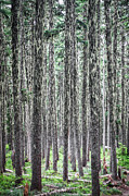 Hairy Forest Photograph by Bruce Block
