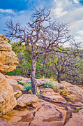 Hanging On For Dear Life - Canyon de Chelly National Monument Photograph Photograph by Duane Miller