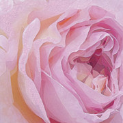 Heirloom and Lace Digital Art by Gina Harrison