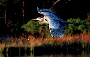 Heron Photograph by Jacalyn Ackerman