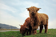 Highland Cow Calves Photograph by Grant Glendinning
