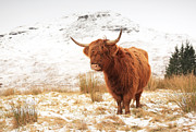 Highland Cow Photograph by Grant Glendinning